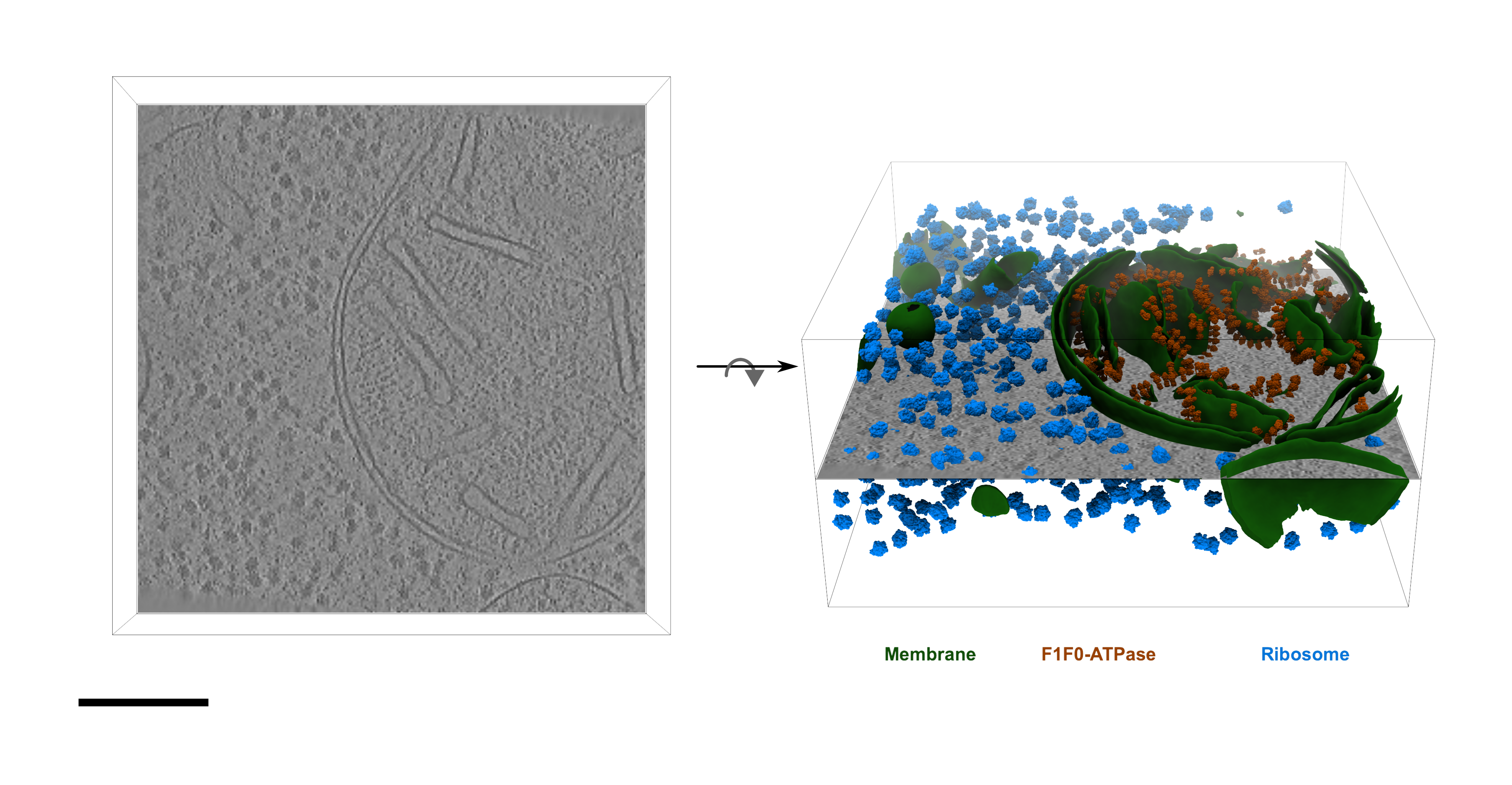 Cryo electron tomogram of a FIB-milled lamella of <i>Chlamydomonas reinhardtii</i>. Annotations include membranes, F1F0-ATPase and ribosomes. Displayed data is from a <a href=