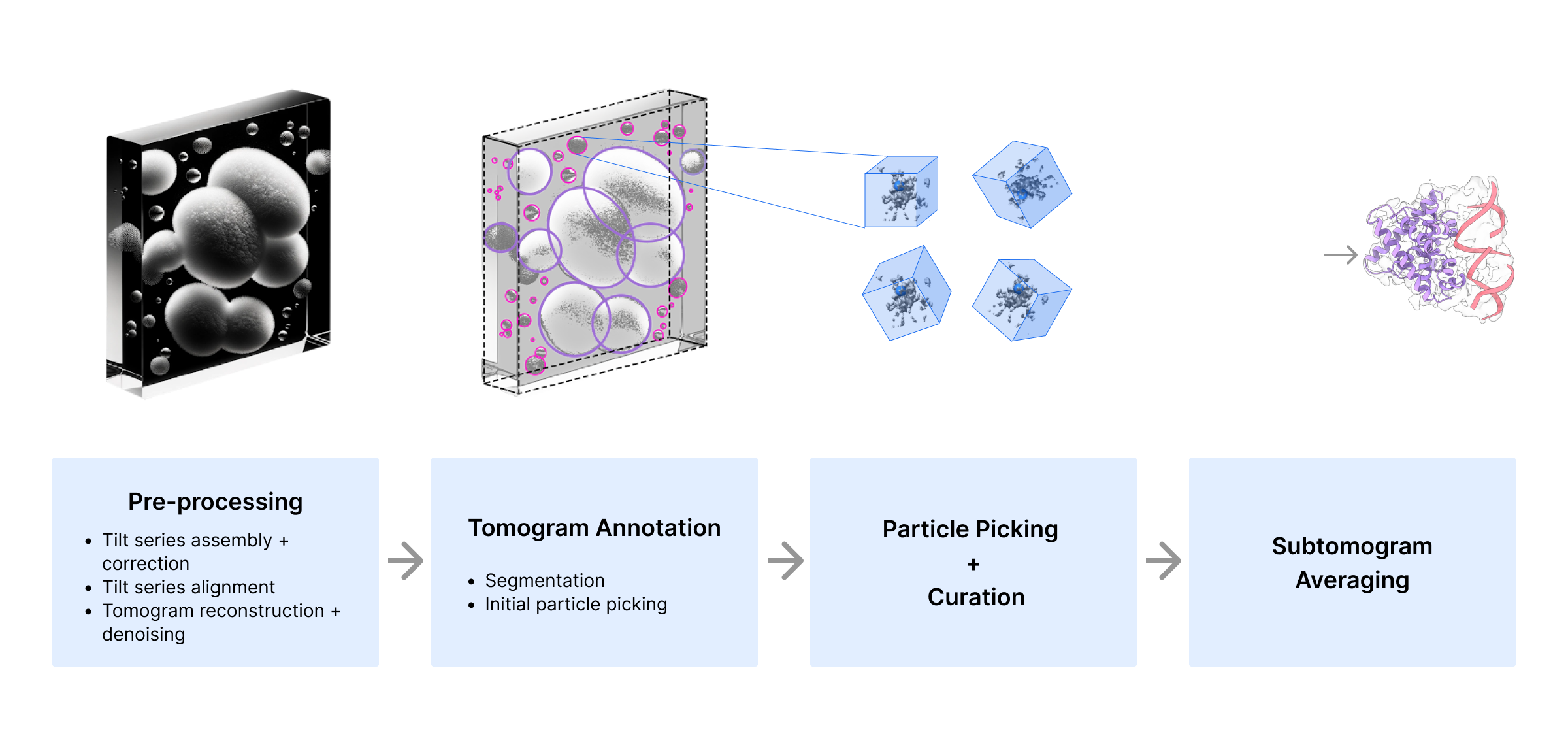 Schematic of cryoET image processing workflow.