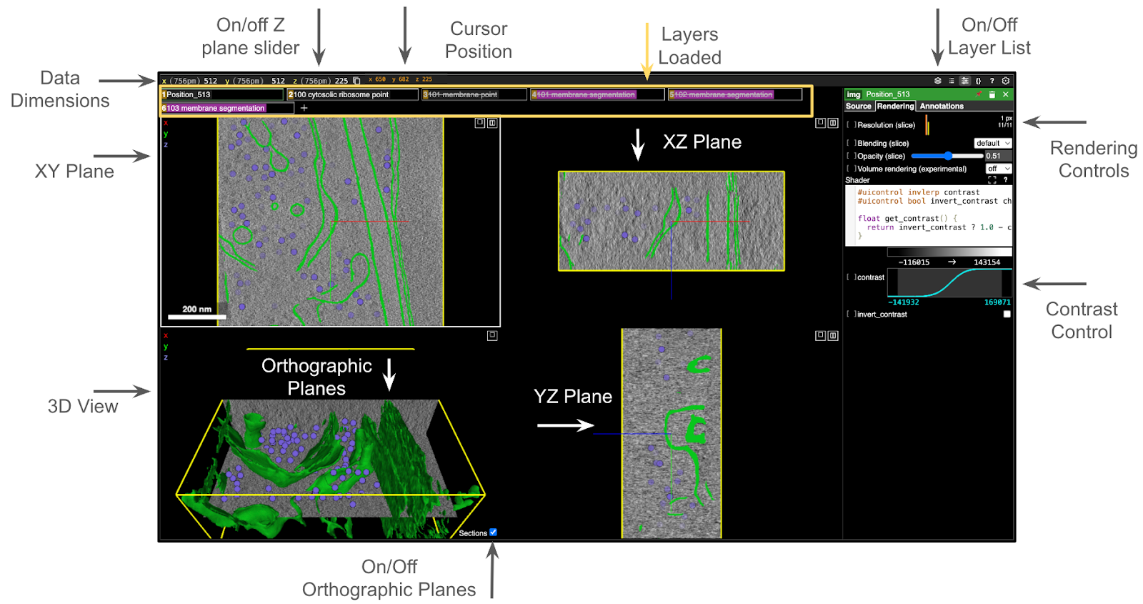 Overview of the Neuroglancer interface