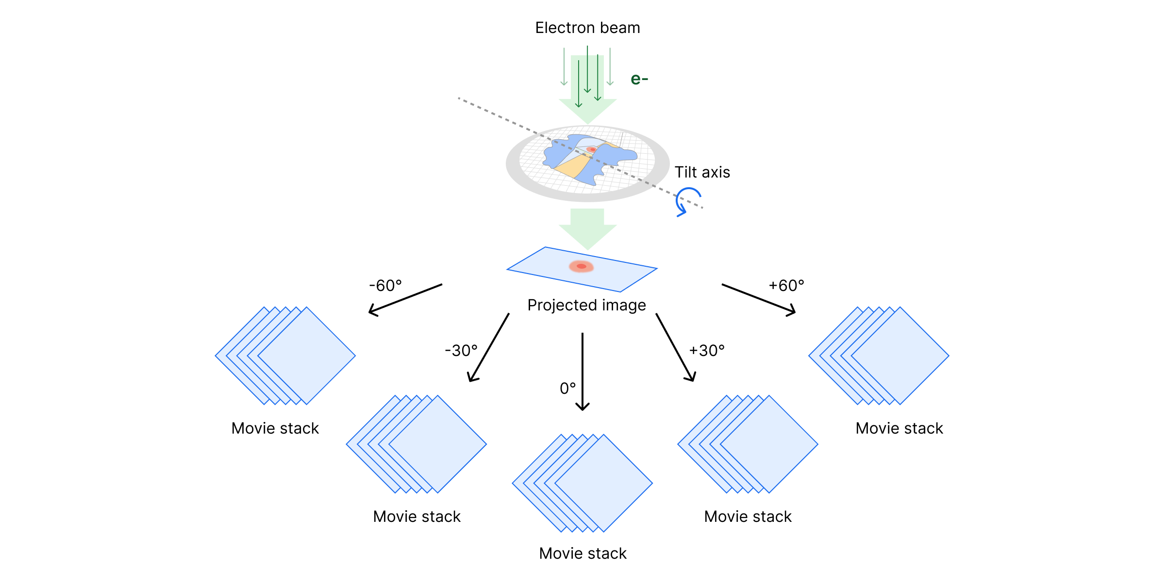 Schematic of projected image movie stacks generated after imaging a specimen at various tilt angles.