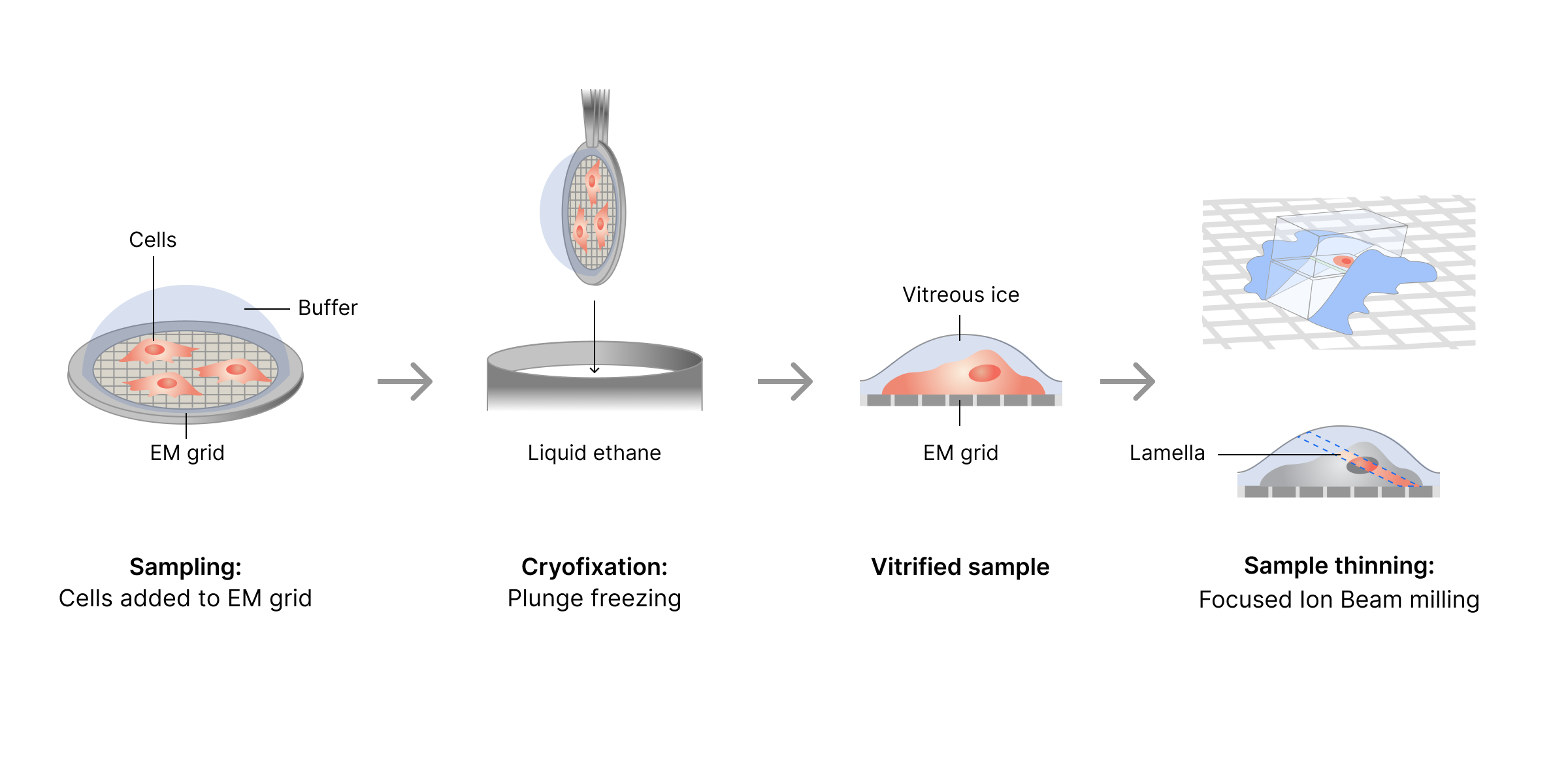 Schematic of protocol workflow for preparing cryoET samples.