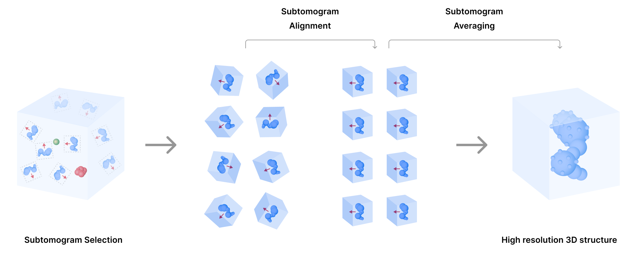 Schematic of the subtomogram averaging workflow.