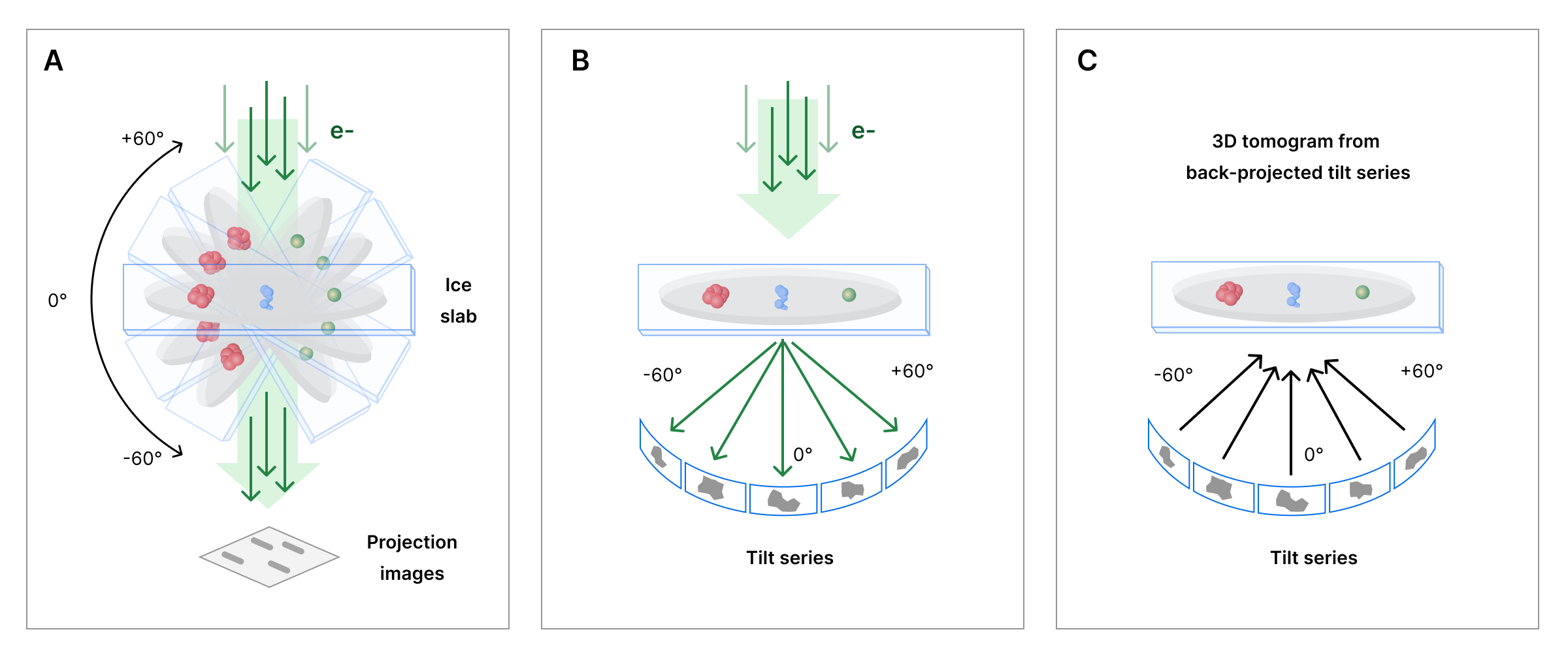 Schematic of the CryoET imaging workflow.