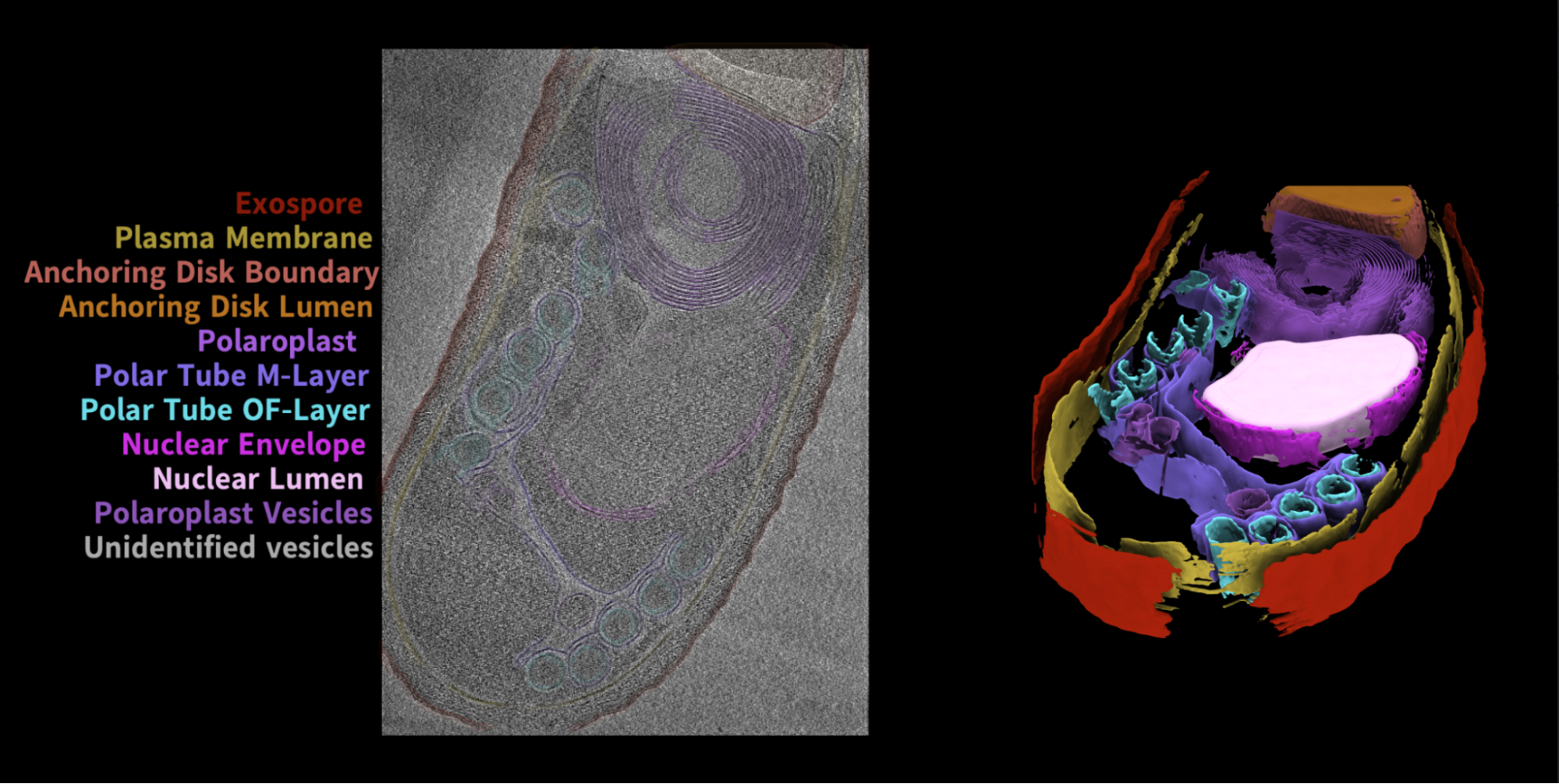 Cryo-electron tomogram video showing the infection machinery of an intracellular parasite.