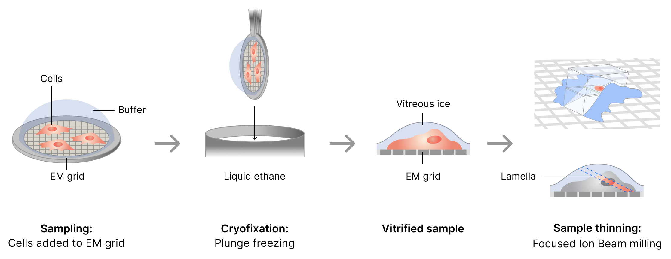 Schematic of protocol workflow for preparing cryoET samples.