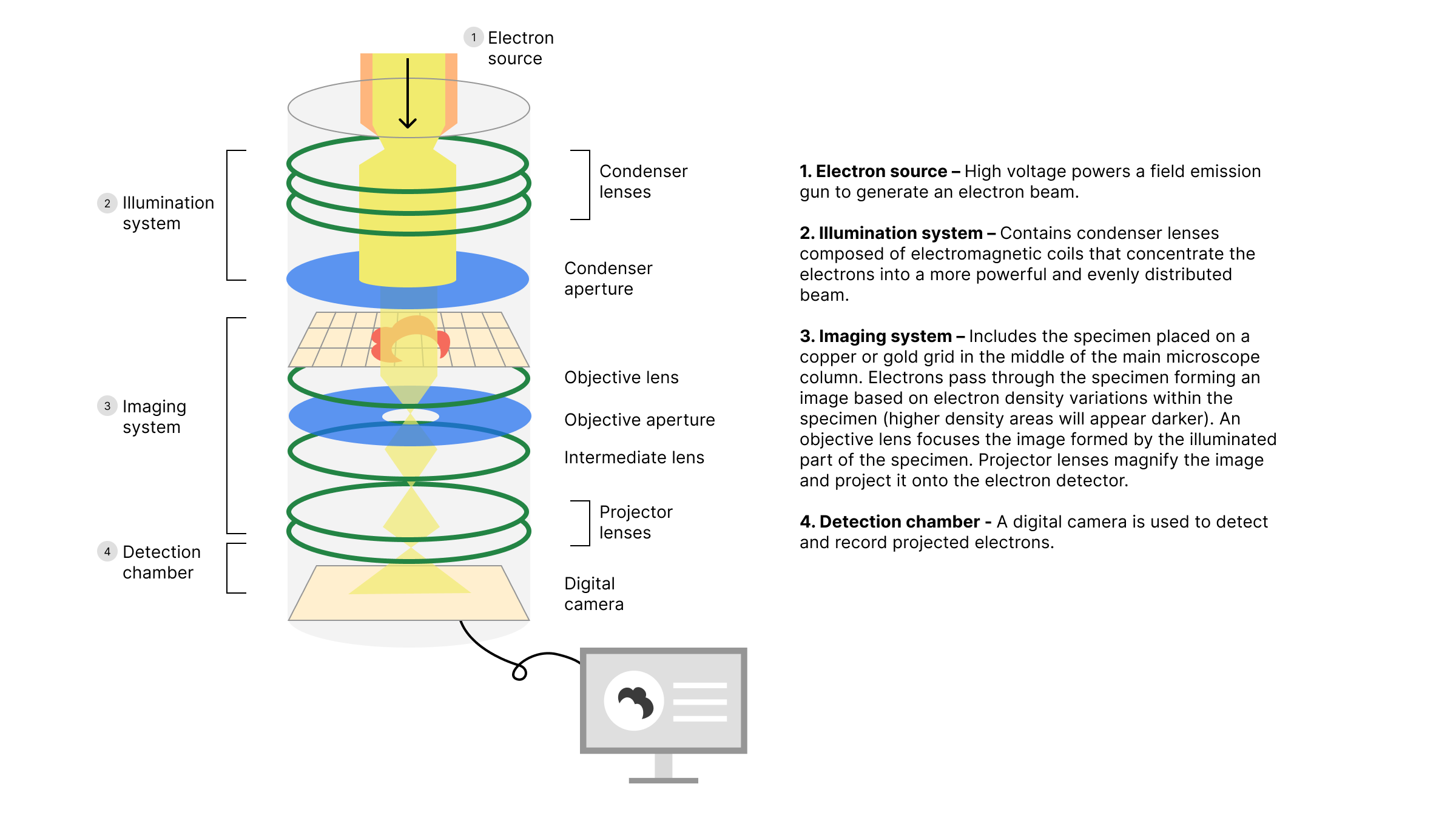 Schematic of a transmission electron microscope.