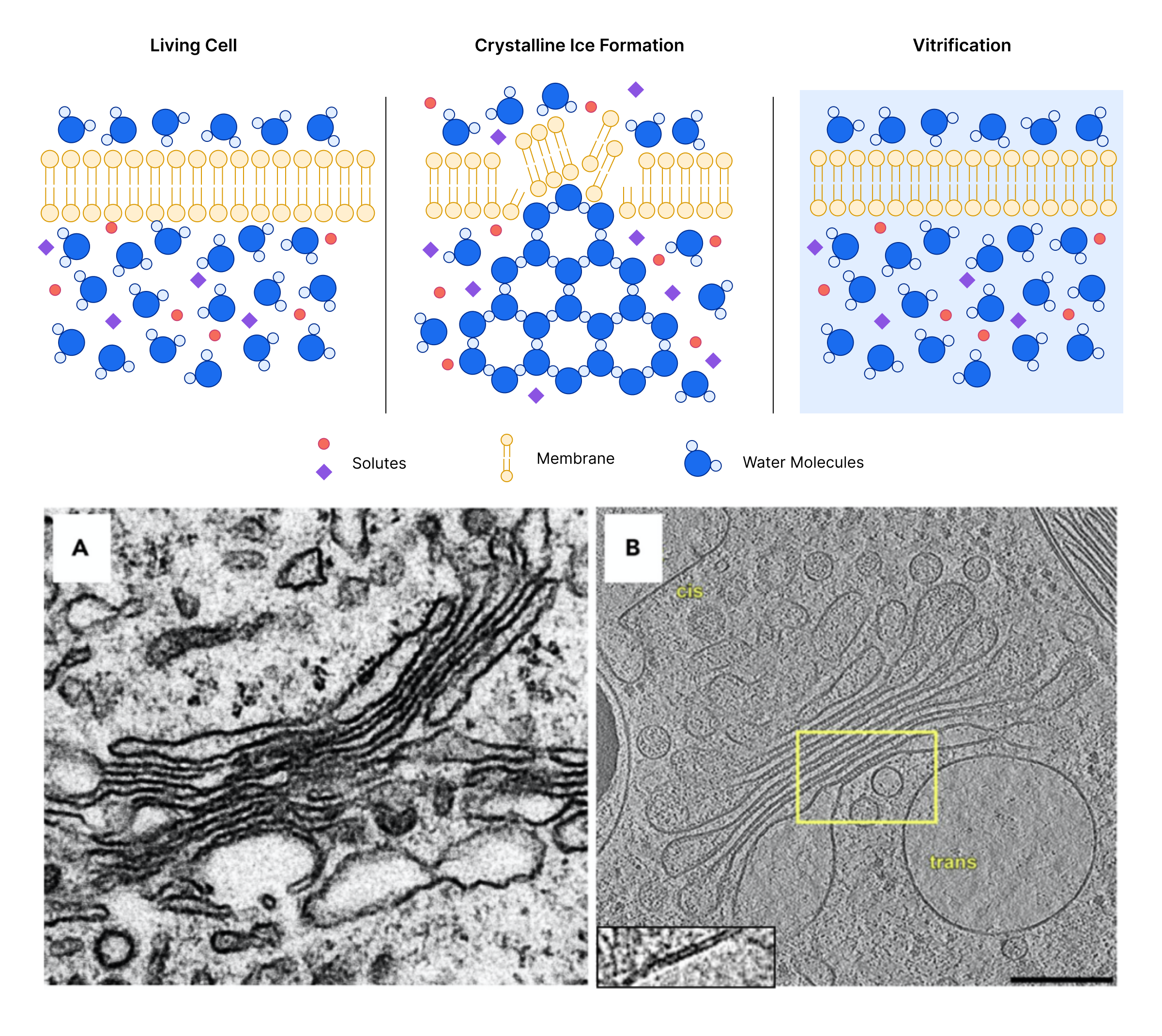 Schematic and electron microscopy images showing how vitrification preserves specimens in their native state and fine structural details.