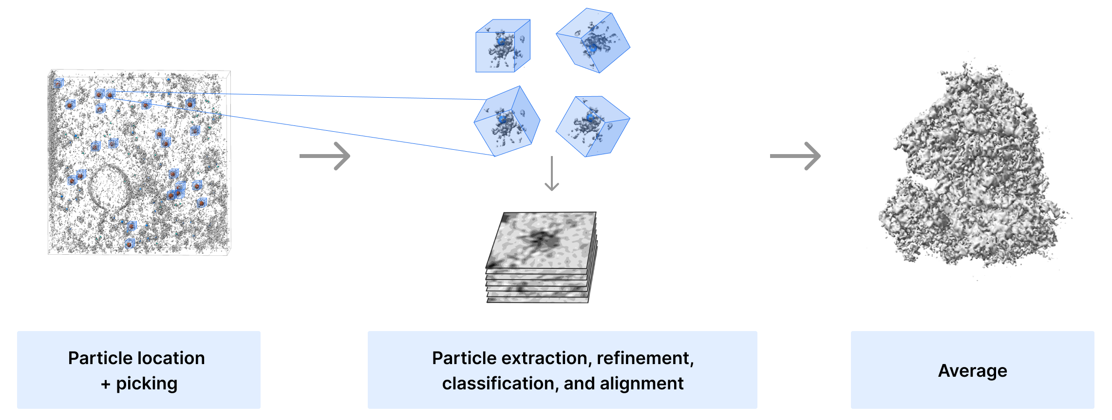 Overview of subtomogram averaging workflow.