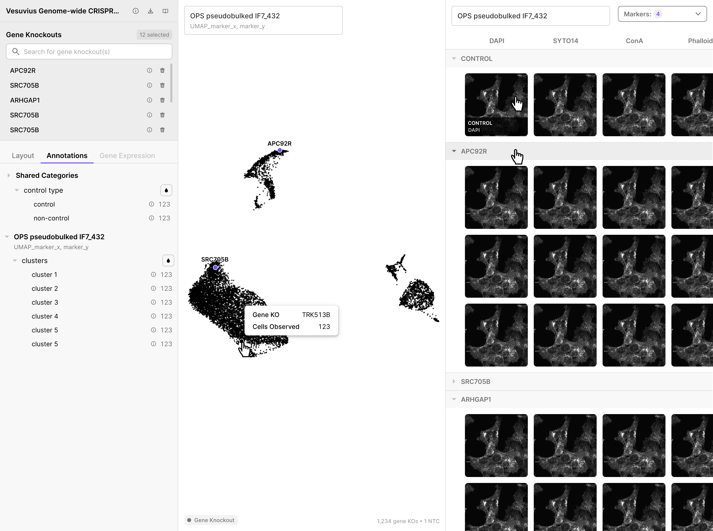 Images pane with CONTROL row pinned at the top and gene KO rows below, showing crops across four imaging channels