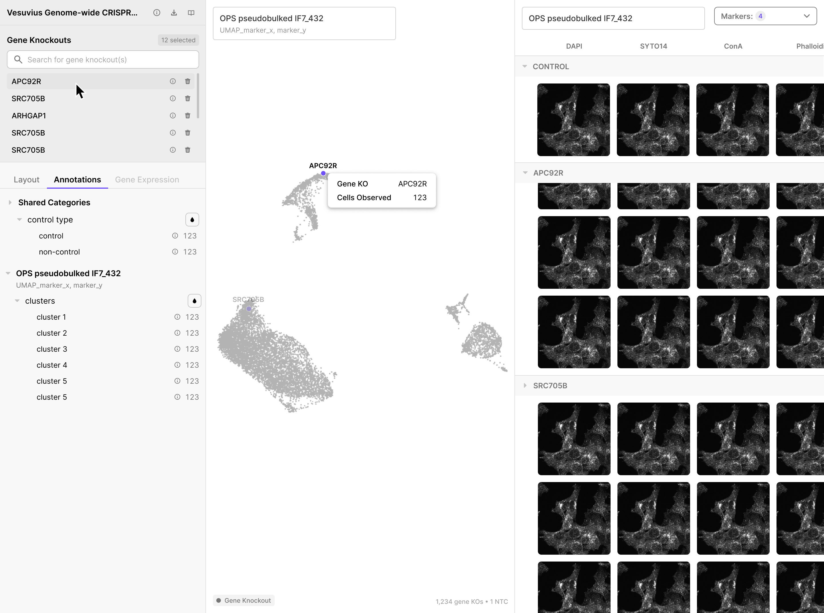 Hovering a gene KO name in the left panel list highlights its dot in the embedding clusters and row in the images panel
